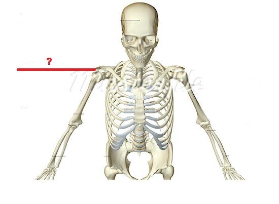 Human Body Bones Jeopardy Template